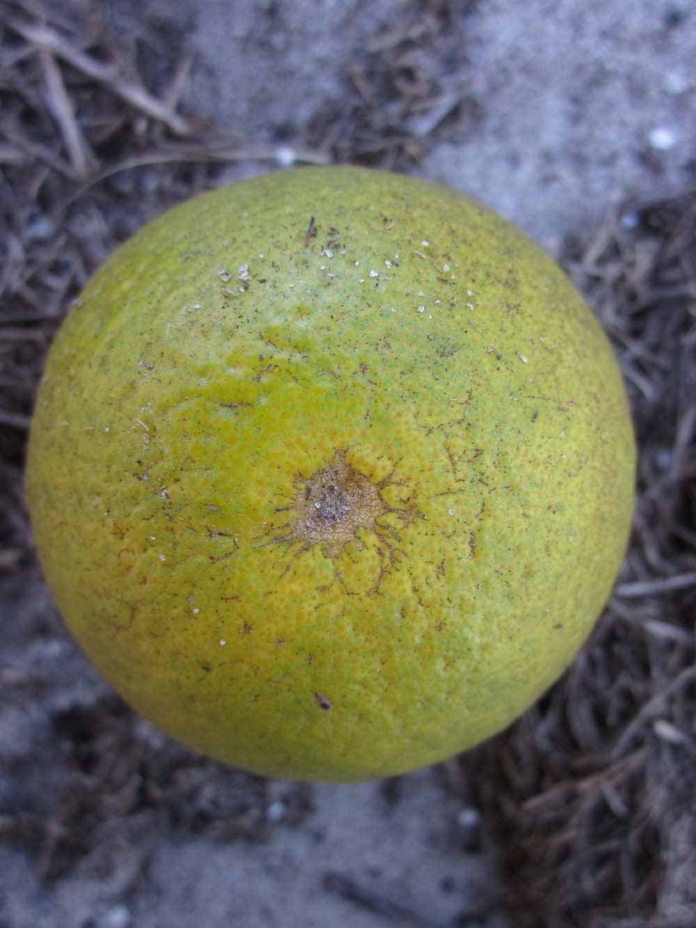            Fruit (Winter Haven, FL)   